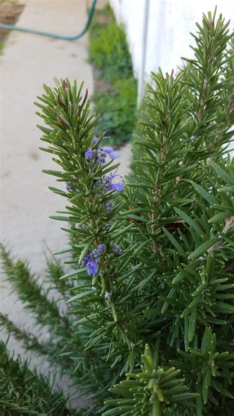 One Stalk On My Rosemary Plant Has Purple Flowers Rgardening