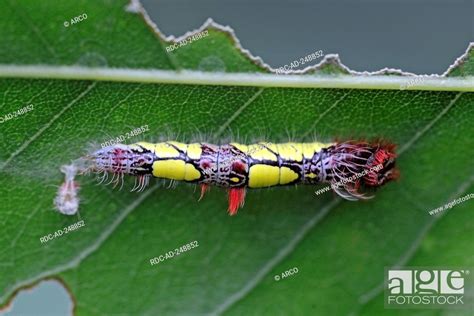 Morpho Butterfly Caterpillar Morpho Peleides Stock Photo Picture And