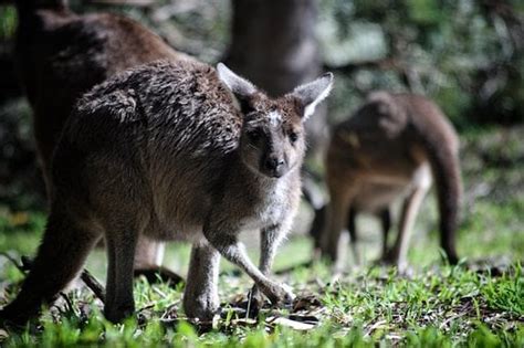 Top 10 Flora And Fauna In Australia To Explore