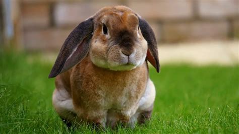 Lumps In Rabbits Causes Types And Treatment Here Bunny