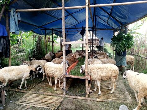 PPKM Darurat Berdampak Pada Penjualan Hewan Kurban Di Tangsel Kabar6 Com