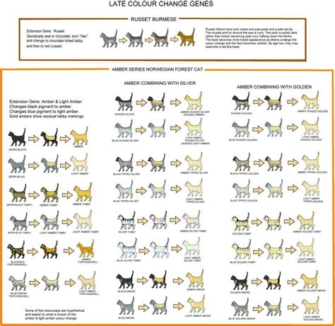 The burmese cat has a lot to live up to with a thai name that translates to beautiful, fortunate, and of splendid appearance. fans of the breed can confirm—these felines don't disappoint. Cat COLOUR AND PATTERN CHARTS and article, very detailed ...