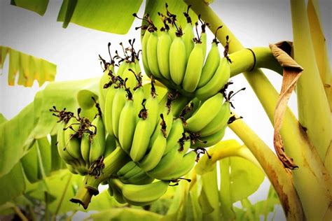 High Yield Hybrid Banana Varieties In India State Wise Guide