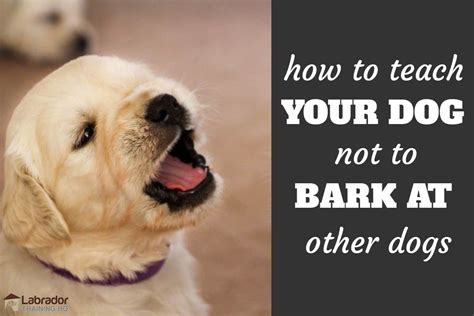How To Teach Labradors Not To Bark At People