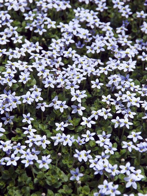 It handles foot traffic very well and is often planted between stepping. Laurentia Fluviatilis -- Bluestone Perennials