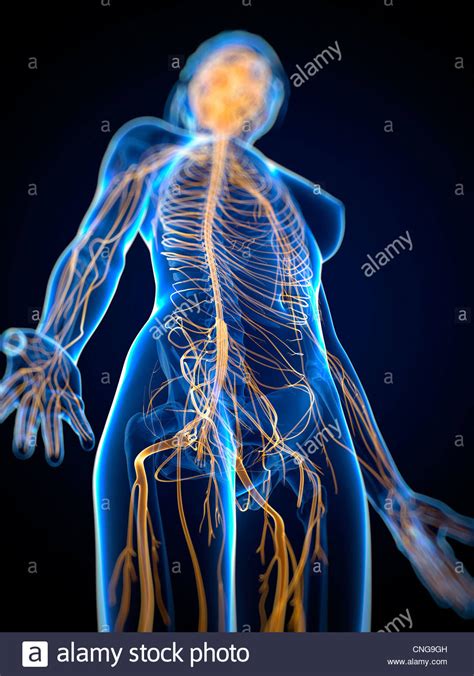 The autonomic nervous system controls involuntary functions in the body, like perspiration, blood image info the 1st image (on the left or top) has been released into the public domain by its author, ¤. Nervous system artwork Stock Photo, Royalty Free Image ...