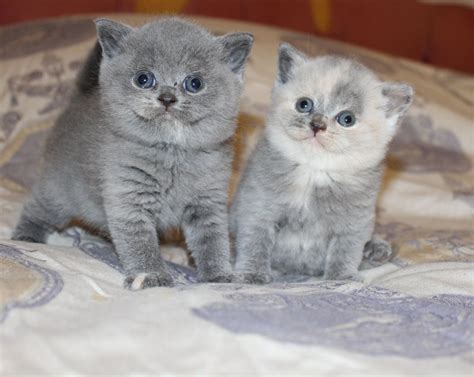 British Shorthair Kittens Andover Hampshire Pets4homes