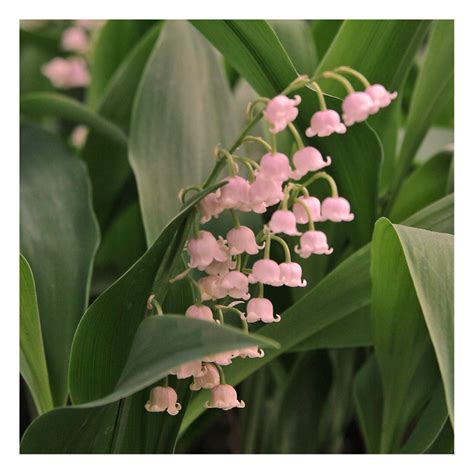 Convallaria Rosea ‘lily Of The Valley Bulbs Lily Of The Valley