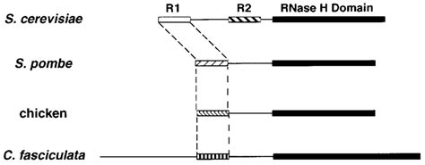 Structural Organization Of Eukaryotic Rnases H The Rnase H Domains Download Scientific