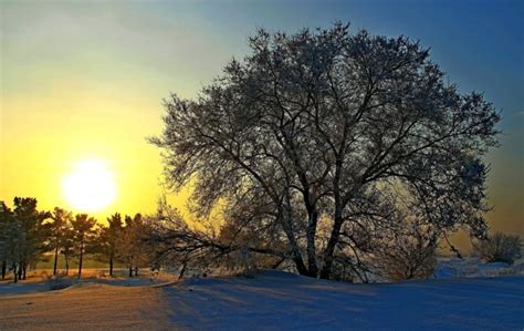 Russia Winter Sunrises And Sunsets Trees Snow Sun Nature