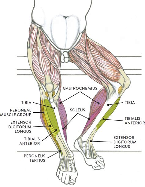 Leg Muscles Diagram Leg Muscles Diagrams Human Anatomy 101 Diagrams