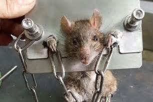Rat held prisoner after invading man’s home
