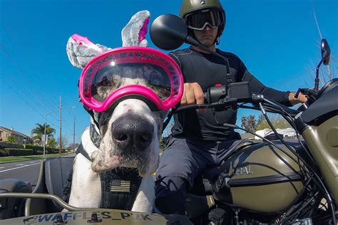 Waffles The Sidecar Dog — Ural Motorcycles