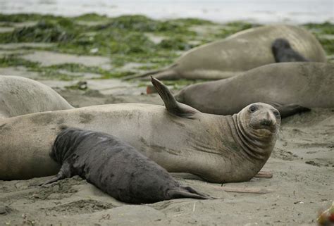 Thanks To The Shutdown Elephant Seals Now Rule This California Beach