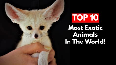 Top 10 Most Exotic Animals In The World Youtube