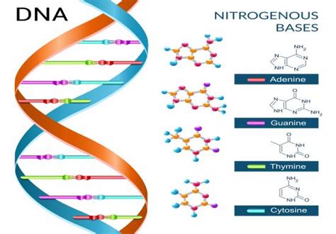 Dna from the beginning is organized around key concepts. What Is DNA Replication? | LoveToKnow