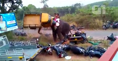 G Elefante Furioso Ataca Ve Culos Em Festival Na Ndia Not Cias