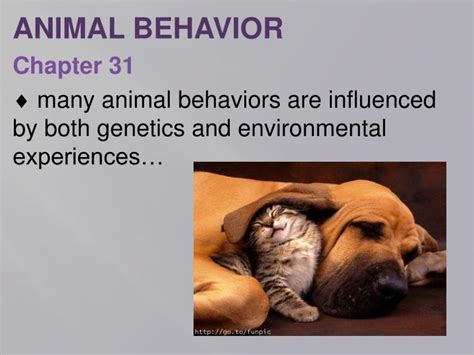 Ppt Animal Behavior Chapter 31 Powerpoint Presentation Free Download