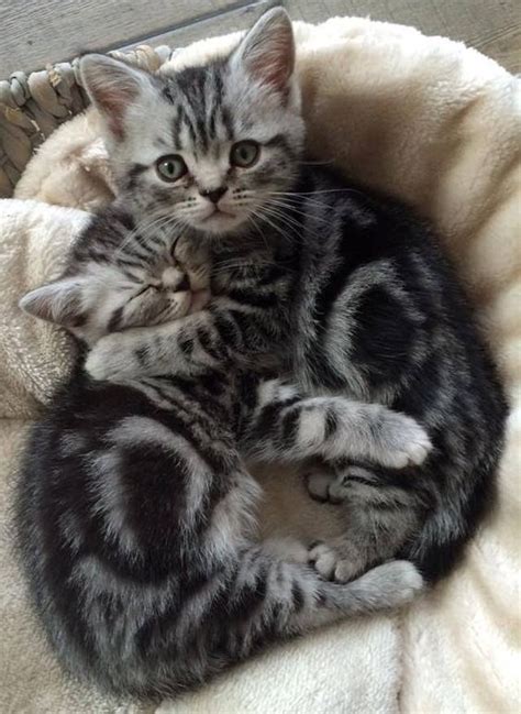 British Shorthair Black Silver Tabby Kittens Kittens Cutest Tabby