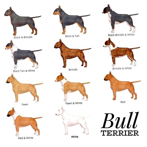 The Different Coats Of Bull Terriers ️ ️ Mini Bull Terriers Bull