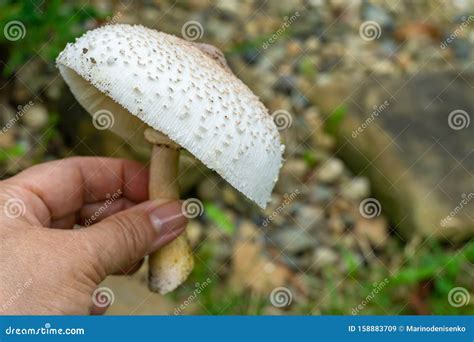 Close Up Of Beautiful Wild Mushroom Chlorophyllum Molybdites False