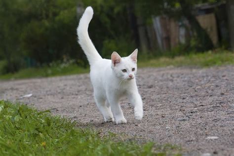 Revealed What Does That Fluffy Tail Say About Your Pet Cat