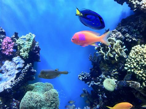 Free Images Sea Ocean Underwater Coral Reef Aquarium Habitat