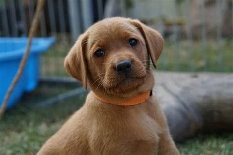 Er ist ein labrador retriever wie jeder andere, aber mit der farbe eines roten fuchses. Lilly