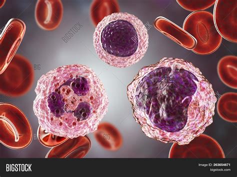 Monocyte Right Image And Photo Free Trial Bigstock