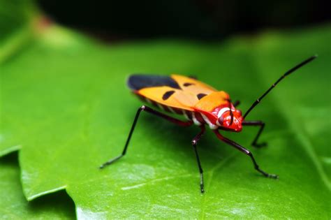 Bug out offers termite control and solutions to homeowners throughout the southeast united states. 3017shield_bug - Taylor Termite & Pest Control | Taylor ...