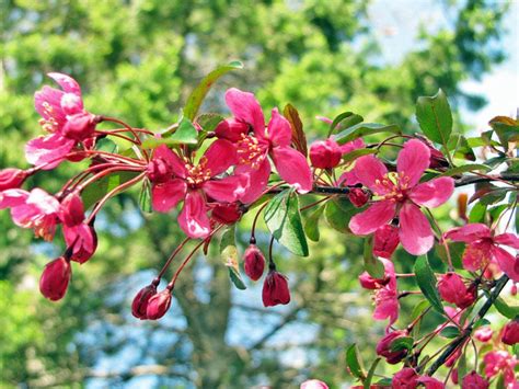 Photo Of The Bloom Of Crabapple Malus Prairie Fire Posted By Tbgdn