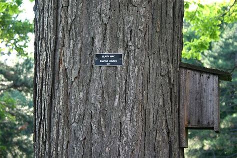 Common Types Of Oak Trees With Bark Photos For Identification Tree
