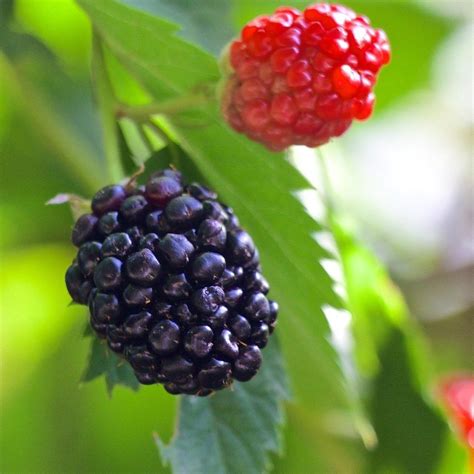 Triple Crown Blackberry Food Forest Nursery