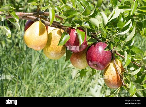 Duo Fruit Tree Apple And Pear Branches Heavily Leaning Due To The