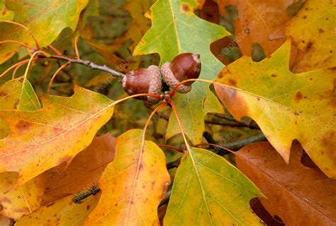 Red Oak Acorns Stock Image B790 0726 Science Photo Library