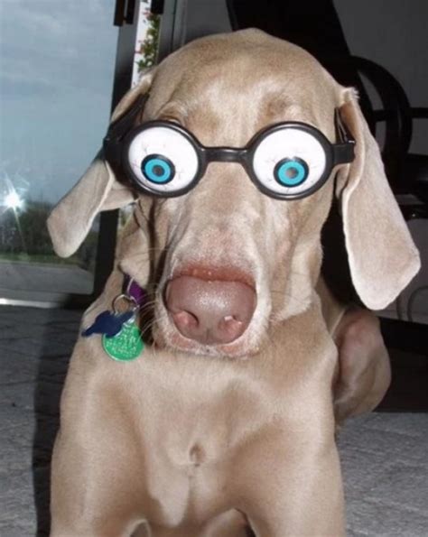 Ten Dogs Wearing Silly Glasses Who Are Sure to Make You Smile