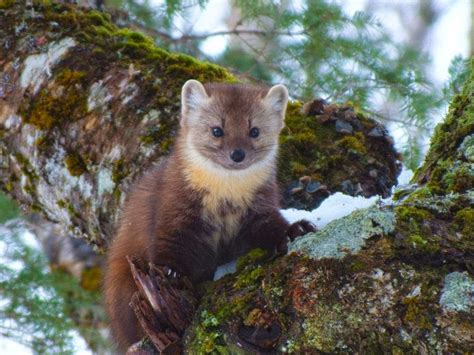 American Martens Animals Interesting Facts And Latest
