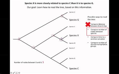 How To Read An Evolutionary Tree Youtube