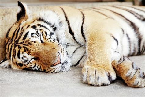 Sleeping Tiger Chiang Mai Thailand Photograph By Ivanmateev