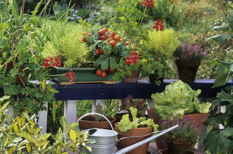 The 5 Best Fruits And Vegetables To Grow In Pots In 2020 Growing