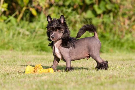 Chinese Crested Puppies