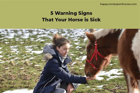 5 Warning Signs That Your Horse Is Sick Comly Sport Horses