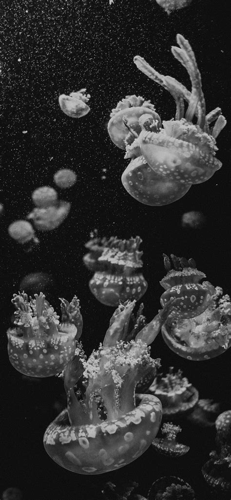 Download an archive containing them for your iphone 11 or iphone 11 pro/max from below. Black & White Wallpaper for iPhone 11, Pro Max, X, 8, 7, 6 ...