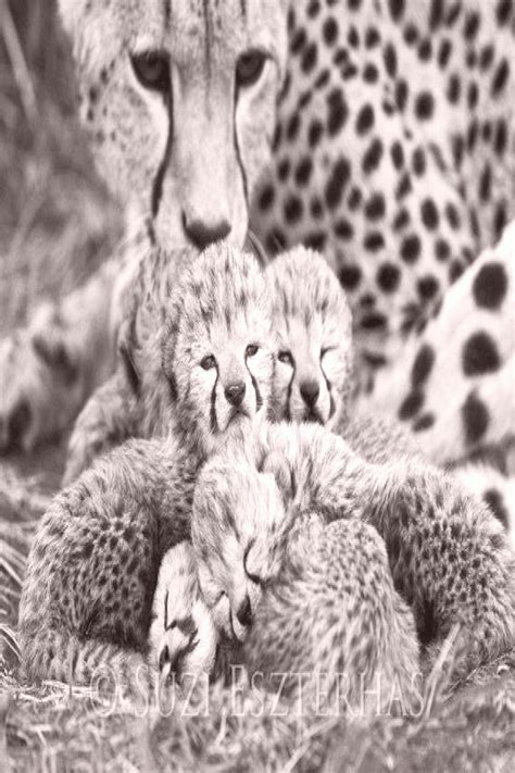 Baby Cheetah Cubs Photo Black And White Print Baby Animal Photography