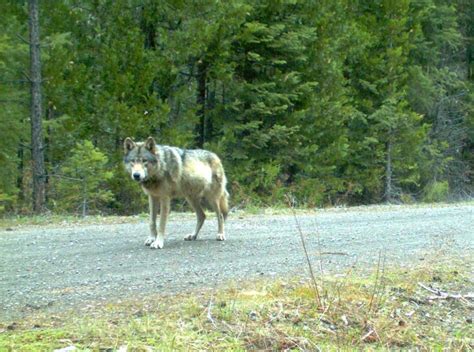 First Wolf To Visit Grand Canyon In A Half Century Is Shot Dead