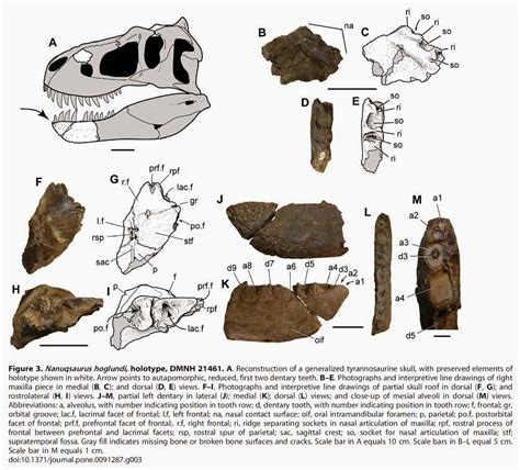 Palaeoblog Nanuqsaurus Hoglundi A New Tyrannosaur From Alaska