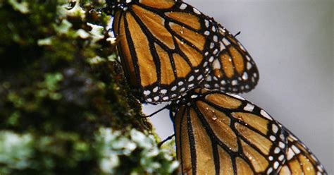 Monarch Butterfly Numbers Soar Higher Cbs News