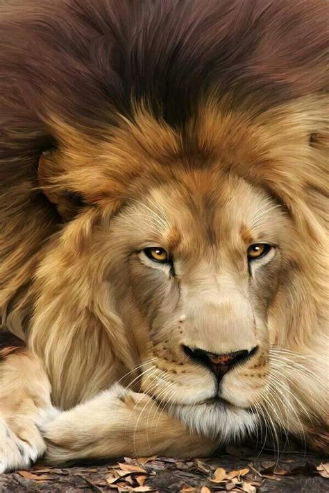 Majestic Lion Faces Of Beauty Pinterest