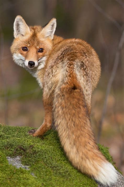 Red Fox Cute Animals Pinterest Red Fox Foxes And Animal