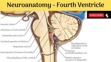 Fourth Ventricle Of The Brain Boundaries Recesses Angles